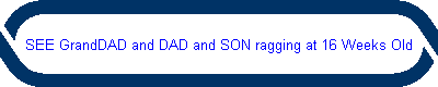 Opportunity to See DAD and SON ragging at 16 Weeks Old